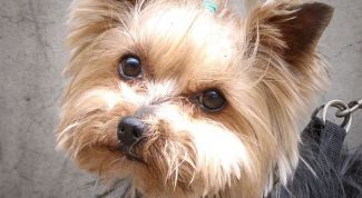 Картинка по теме - как подстричь йорку ушки