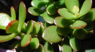 Картинка по теме - как лечить денежное дерево