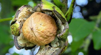 Картинка по теме - как выбрать грецкие орехи