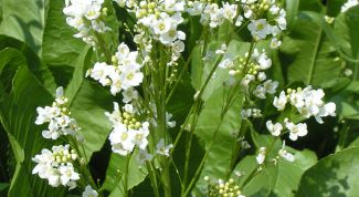 Картинка по теме - как выращивать хрен