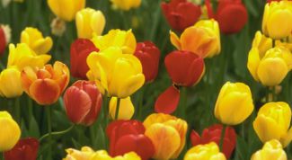 Картинка по теме - как обустроить клумбу