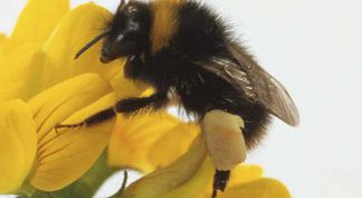 Картинка по теме - как применять настойки на прополисе