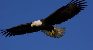 Картинка по теме - как нарисовать крылья