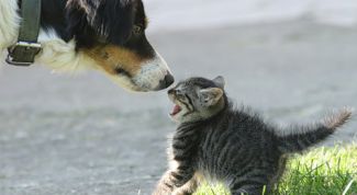 Картинка по теме - как приучить котенка к собаке