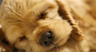 Картинка по теме - как выбрать щенка спаниеля