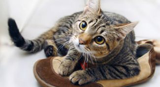 Картинка по теме - как убрать запах кошачьей мочи с обуви