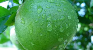 Картинка по теме - как вырастить свити