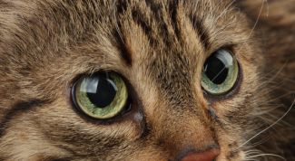 Картинка по теме - как удалить запах кота