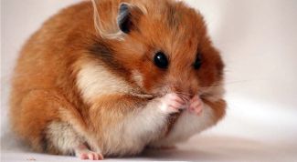 Картинка по теме - как узнать возраст хомяка