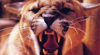 Картинка по теме - как нарисовать клыки