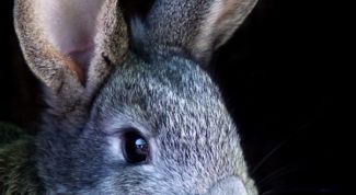 Картинка по теме - как наказывать кролика