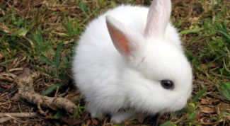Картинка по теме - как отучить кролика грызть провода