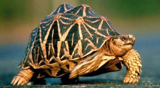 Картинка по теме - как содержать черепах в доме