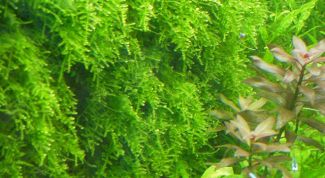 Картинка по теме - как посадить мох