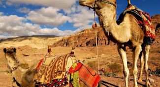 Картинка по теме - как использовать верблюда для защиты от песчаной бури