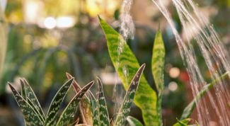 Картинка по теме - как подкармливать комнатные растения