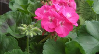 Картинка по теме - как сажать герань