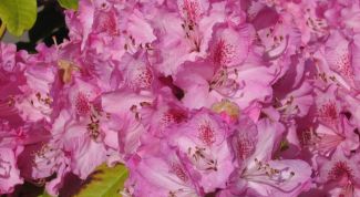 Картинка по теме - как вырастить рододендрон