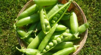 Картинка по теме - как сажать горох