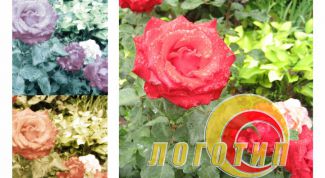 Картинка по теме - как сделать логотип на фото