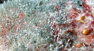 Картинка по теме - как удалить плесень из ванной комнаты