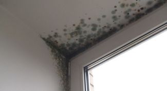 Картинка по теме - как убрать плесень в квартире