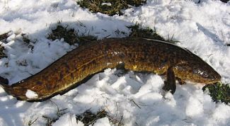 Картинка по теме - как приготовить икру налима