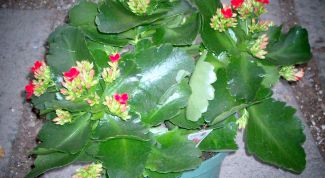 Картинка по теме - как прищипывать каланхоэ