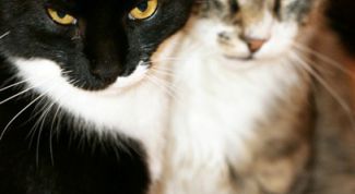 Картинка по теме - как подружить взрослых кошек
