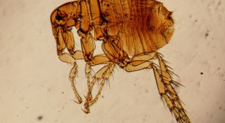 Картинка по теме - как вывести блох в доме
