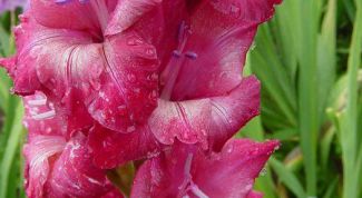 Картинка по теме - как хранить луковицы гладиолусов