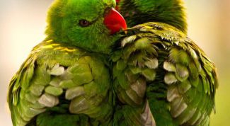 Картинка по теме - как приручить неразлучников