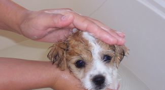 Картинка по теме - как помыть щенка
