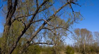 Картинка по теме - как ловить рыбу весной