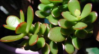 Картинка по теме - как обрезать толстянку