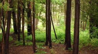 Картинка по теме - как найти стороны света