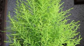 Картинка по теме - как пересадить кипарис