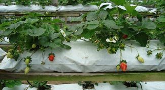 Картинка по теме - как вырастить клубнику в теплице