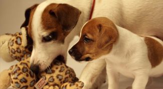 Картинка по теме - как выбрать щенка джек-рассел терьера