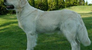 Картинка по теме - как назвать охотничью собаку