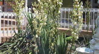 Картинка по теме - как посадить юкку