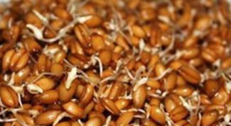 Картинка по теме - как проращивать рожь