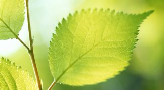 Картинка по теме - как нарисовать листочек