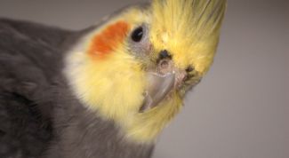 Картинка по теме - как выбрать говорящего попугая