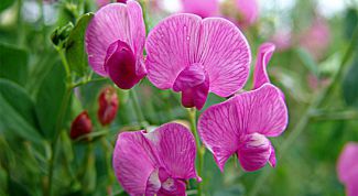 Картинка по теме - как вырастить душистый горошек