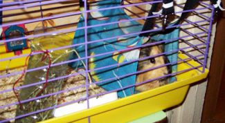 Картинка по теме - как сделать гамак для морской свинки