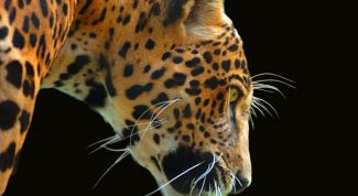 Картинка по теме - как нарисовать ягуара