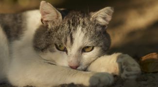 Картинка по теме - как вылечить кошку от простуды