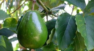 Картинка по теме - как вырастить авакадо из косточки