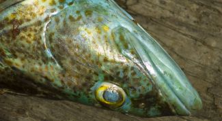 Картинка по теме - как приготовить рыбное заливное